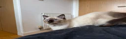 Ragdoll cats for sale: Ragdoll Kittens for Sale - Advert 19