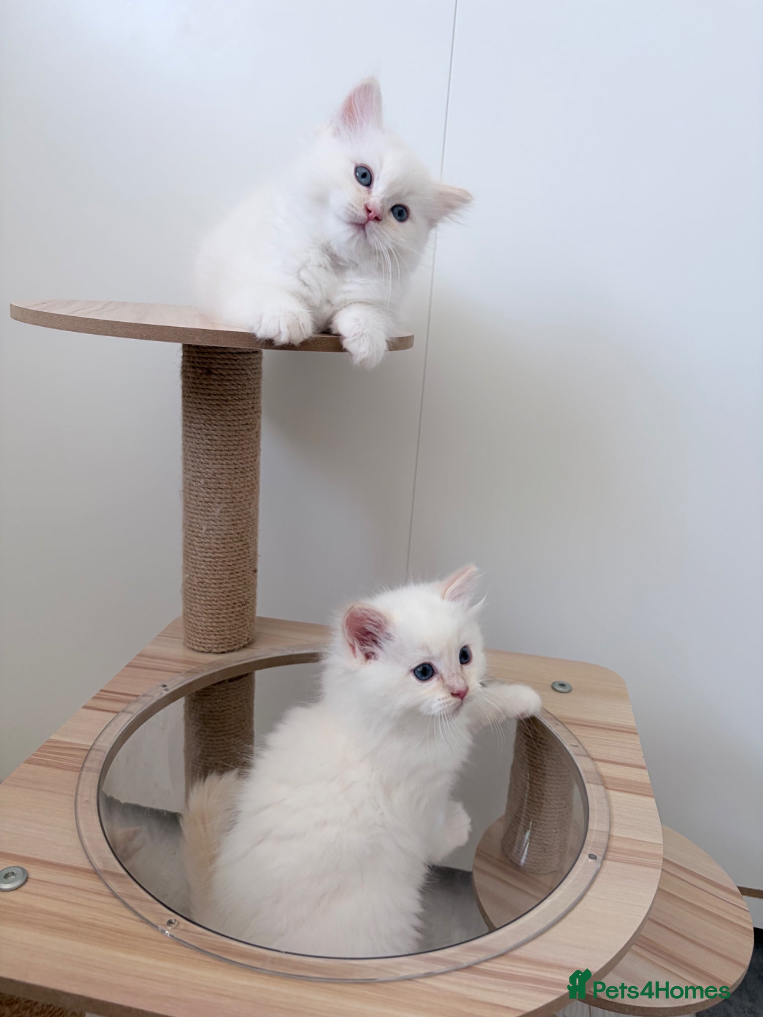 Ragdoll cats 2 Left! TICA Registered flame Ragdoll Kittens - Advert 1