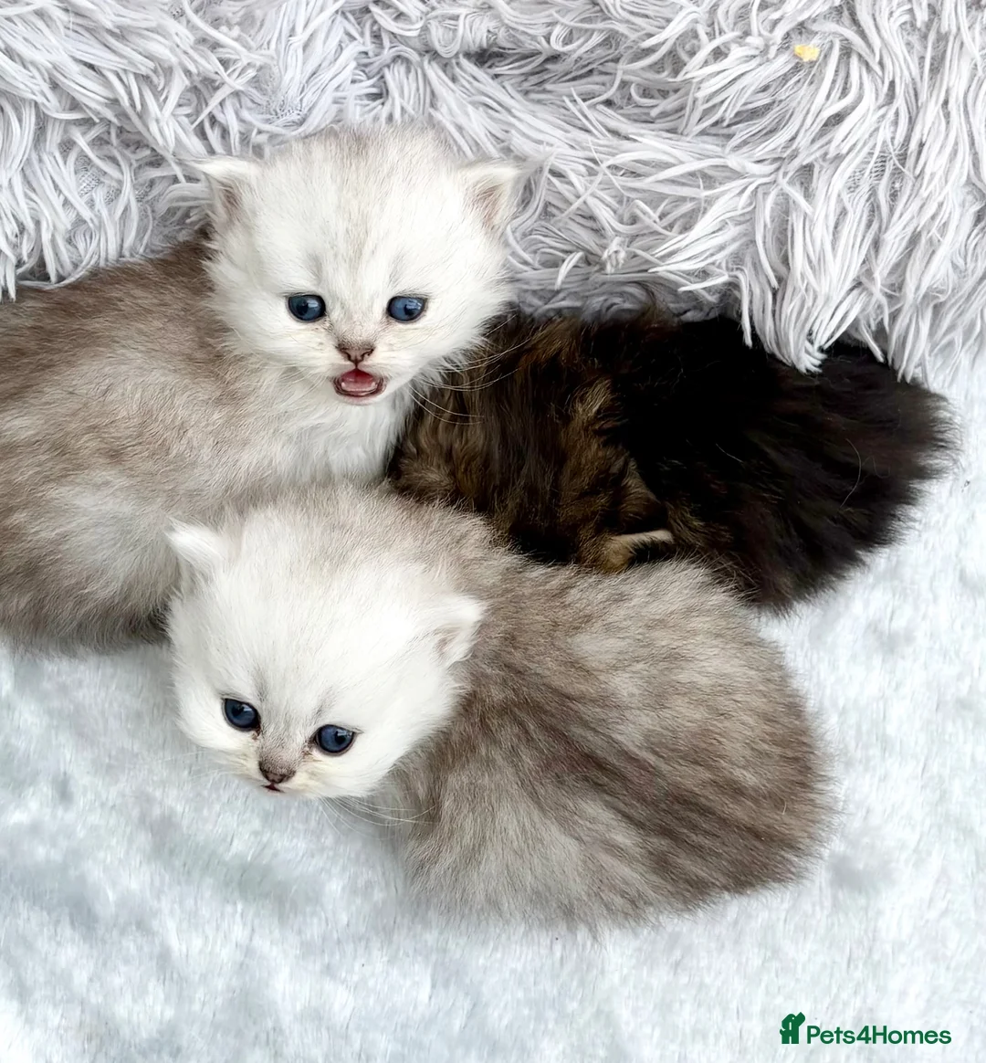 Persian cats for sale: TICA Reg Silver Persian Chinchilla Kittens  - Advert 2