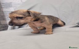 Patterdale Terrier dogs for sale: Patterdale pups - Image 4