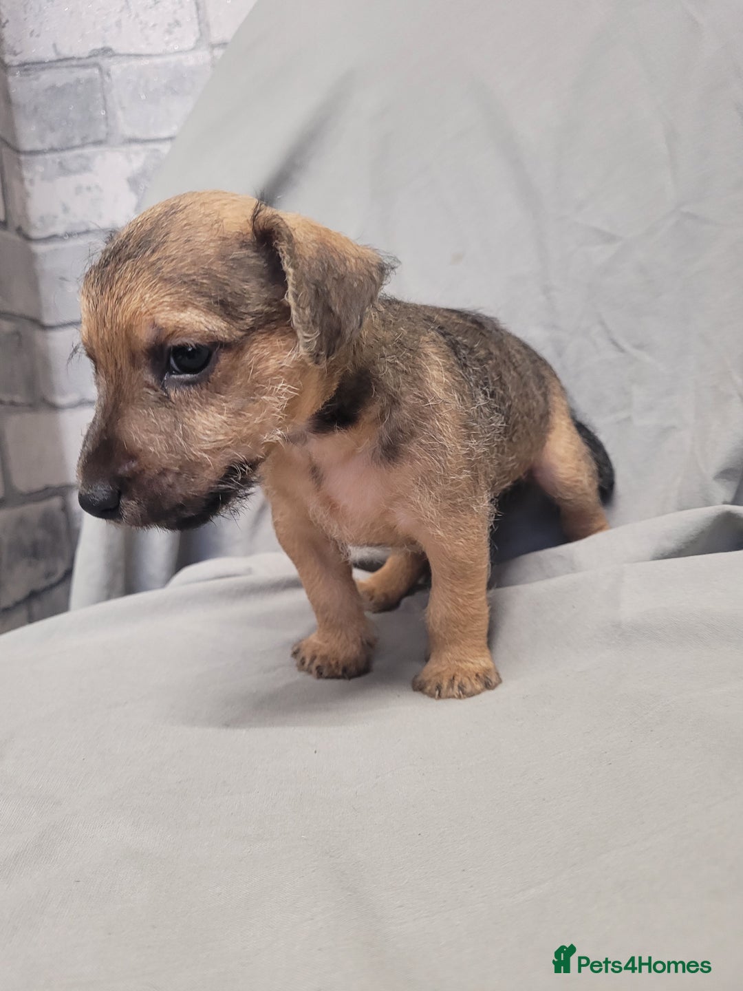 Patterdale Terrier dogs for sale: Patterdale pups - Image 4