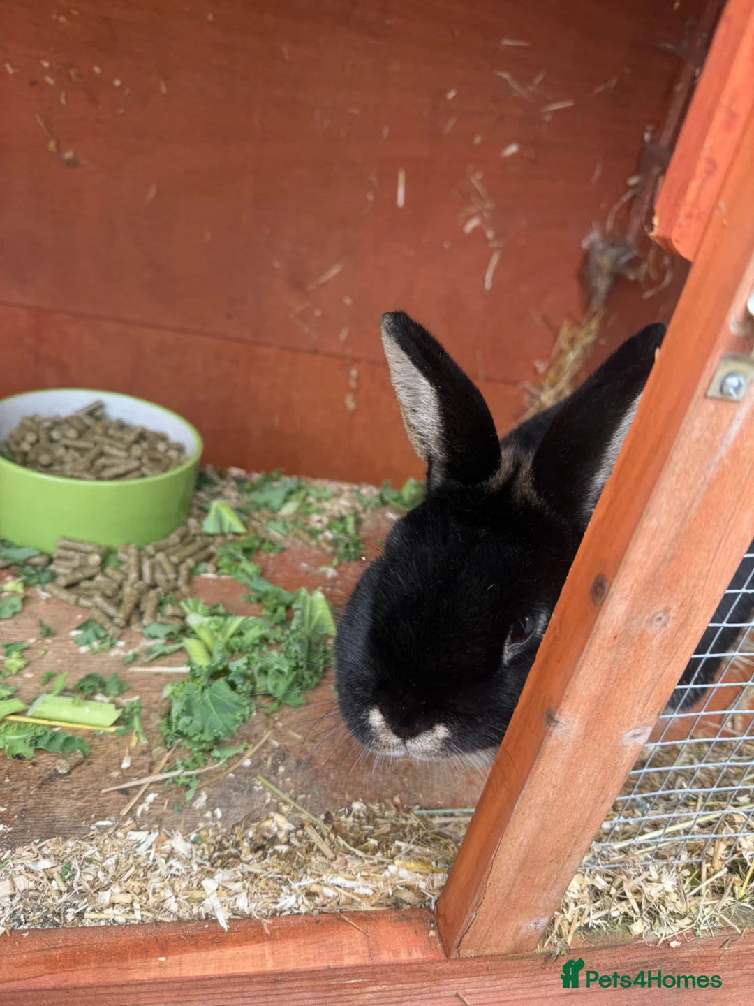 Netherland Dwarf rabbits for sale: Male Netherland dwarf for rehoming  - Advert 2