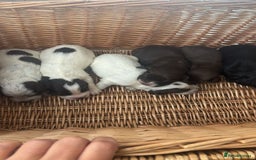 Cocker Spaniel dogs for sale: Male cocker spaniels  - Image 5