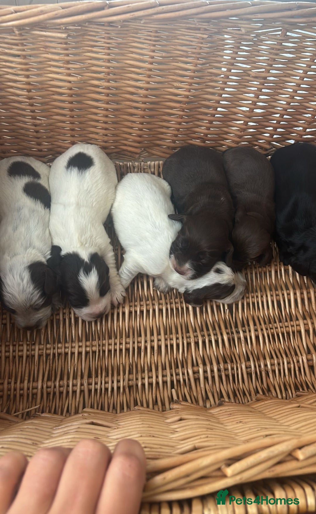 Cocker Spaniel dogs for sale: Male cocker spaniels  - Image 5