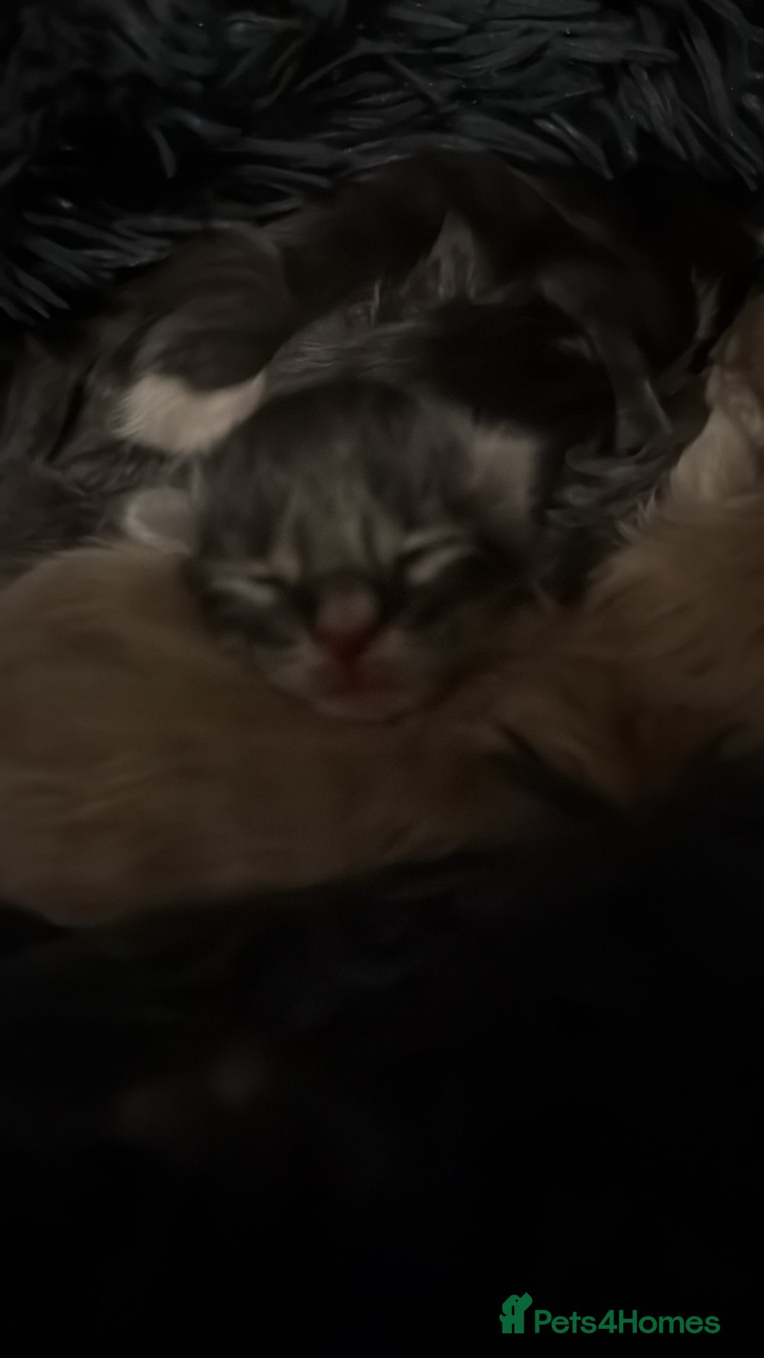 Ragcoon cats for sale: Beautiful Ragcoon kittens - Advert 4