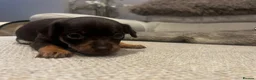 Russian Toy Terrier dogs for sale: RUSSIAN TOY TERRIERS  - Advert 14