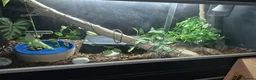 Python Snake reptiles for sale: Banana Pastel Ball Pyhton & Colombian Rainbow Boa  in Worcester - Advert 3