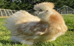 Chickens poultry for sale: CHICKEN AND DUCKS AVAILABLE  - Image 5