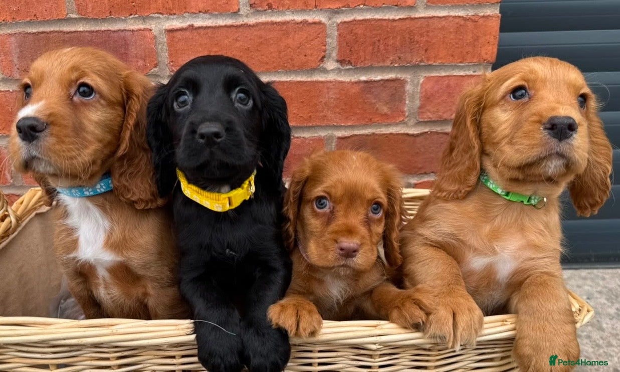 Cocker Spaniel dogs Cocker Spaniel Puppies - Advert 1