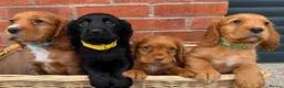 Cocker Spaniel dogs for sale: Cocker Spaniel Puppies - Advert 1