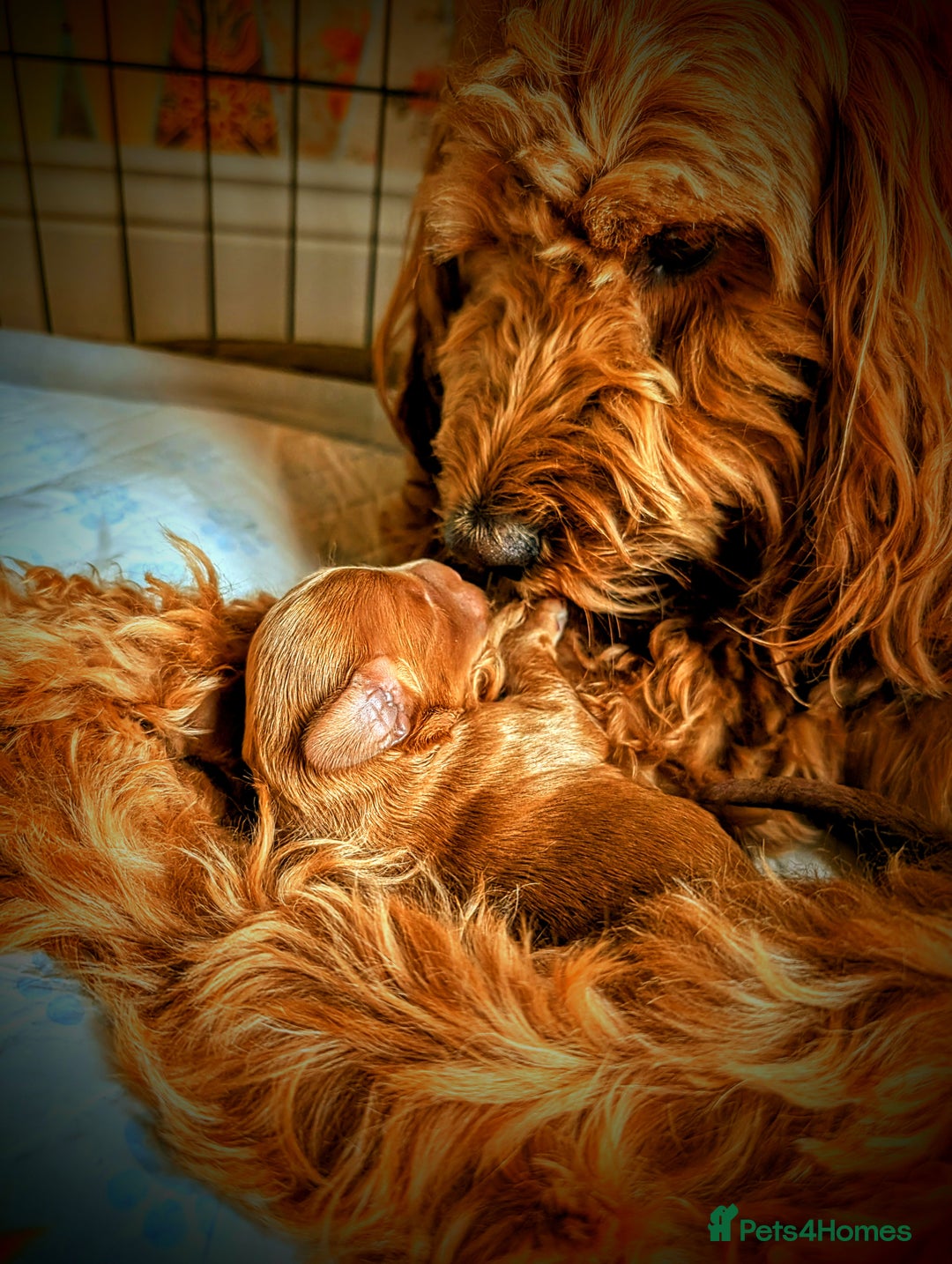 Goldendoodle dogs for sale: F1b Miniature Goldendoodles - Image 3