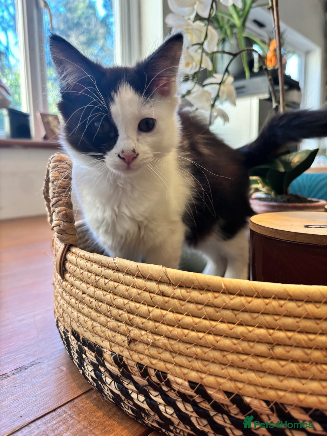 Mixed Breed cats for sale: Bengal ** avannah cross kittens - Advert 2