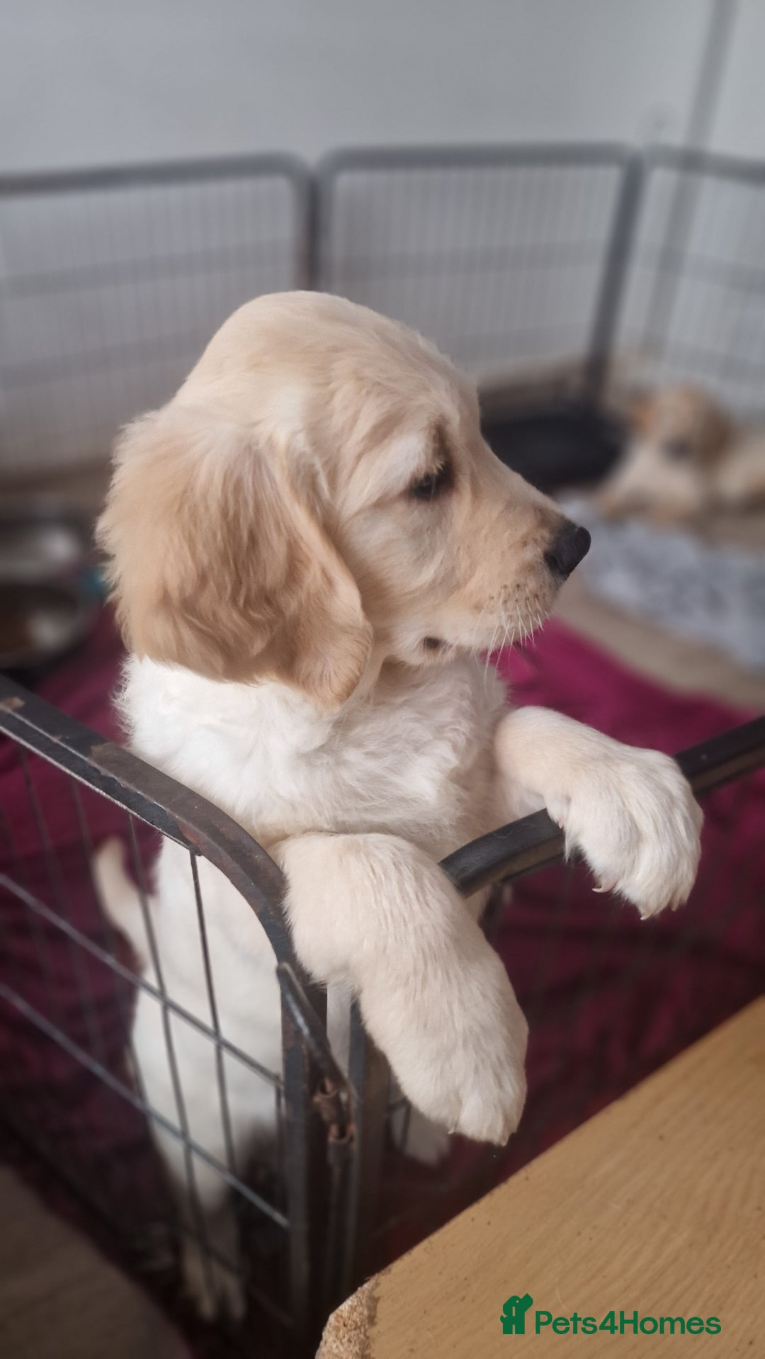 Golden Retriever dogs for sale: 🐾🐕 3 male Golden Retriever Puppies 🐶 🐕‍🦺 - Image 27