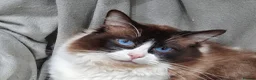 Ragdoll cats for sale: ACTIVE GCCF & TICA Bi-Colour Ragdoll Proven Male - Advert 6