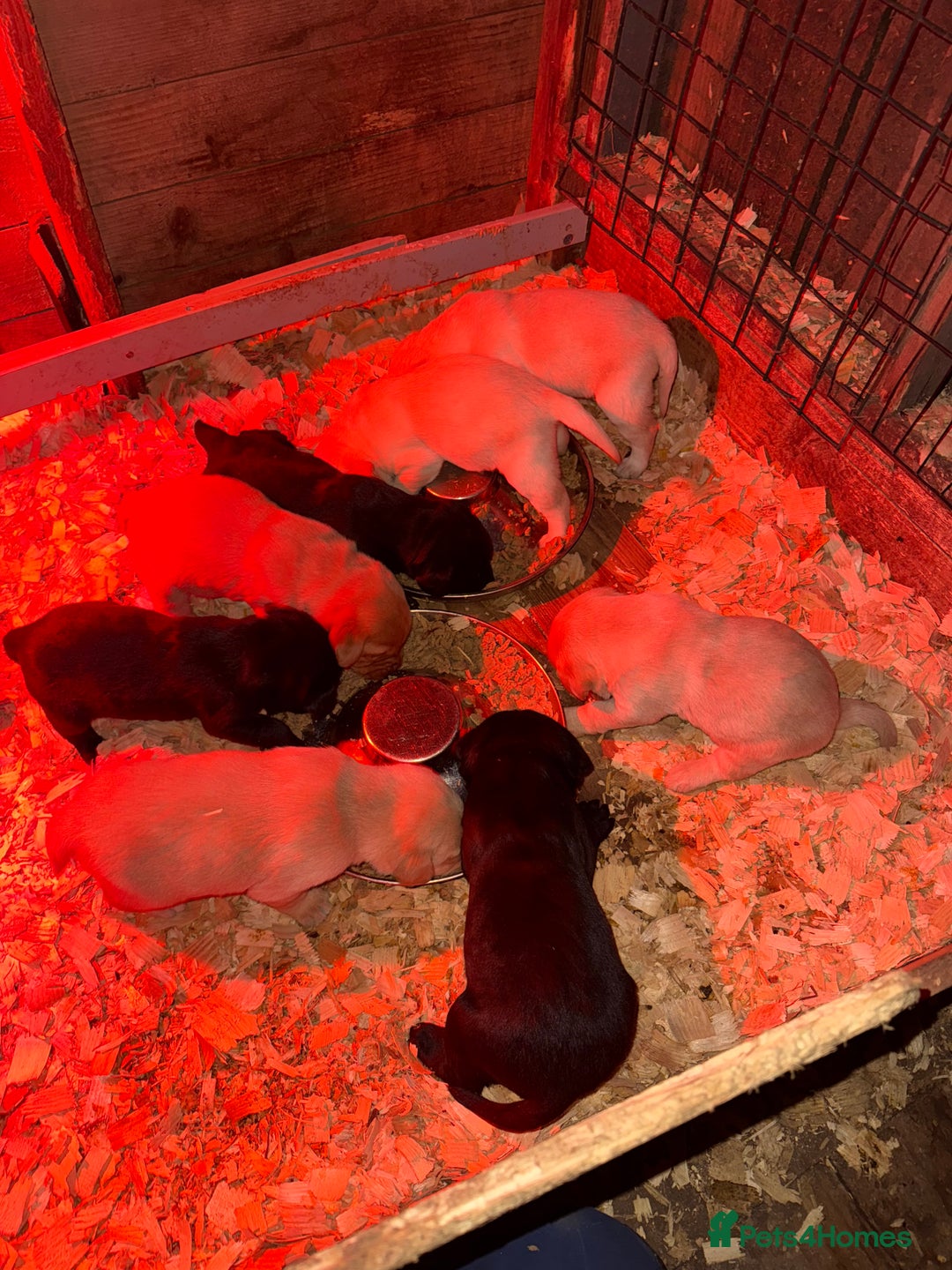Labrador Retriever dogs for sale: Fabulous bunch of Labrador puppies  - Advert 5