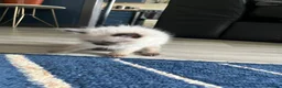 Ragdoll cats for sale: Stunning fur purebred ragdolls - Advert 6