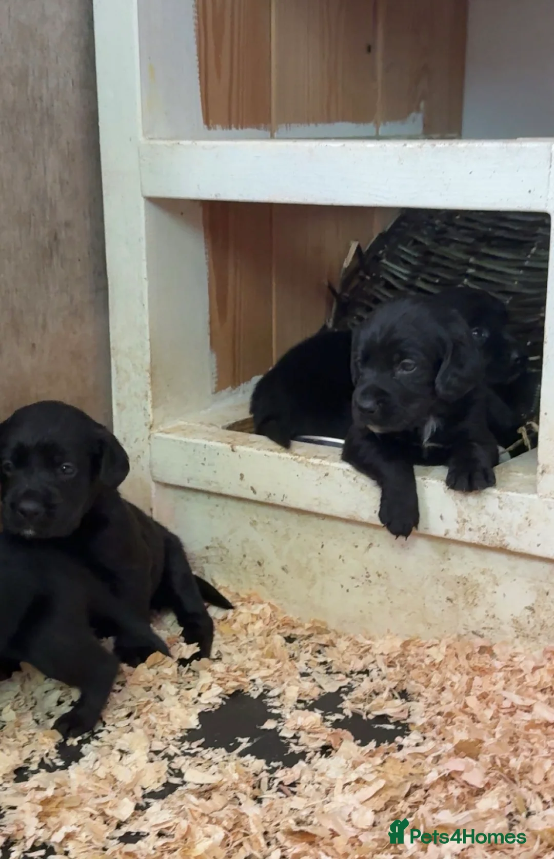 Springador dogs for sale: 10 springador pups - Advert 2
