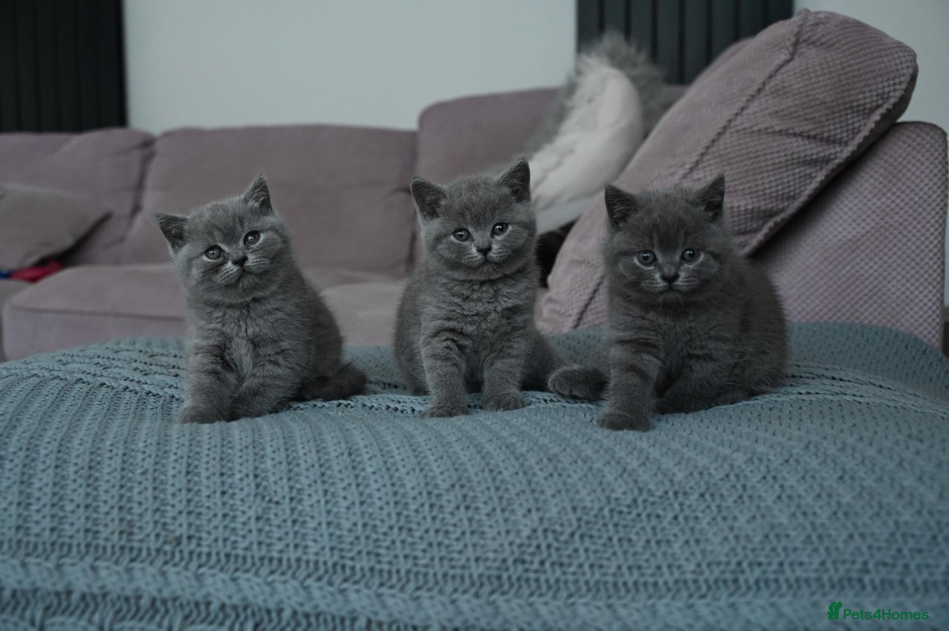 British Shorthair cats British Blue Shorthair Purebreed - Advert 2
