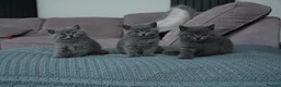 British Shorthair cats for sale: British Blue Shorthair Purebreed - Advert 1