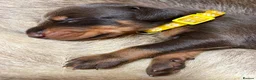 Dobermann dogs for sale: KC REGISTERED DOBERMAN PUPS - Advert 21