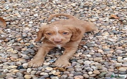 Cocker Spaniel dogs for sale: 2 gorgeous pedigree girl pups with papers - Advert 4