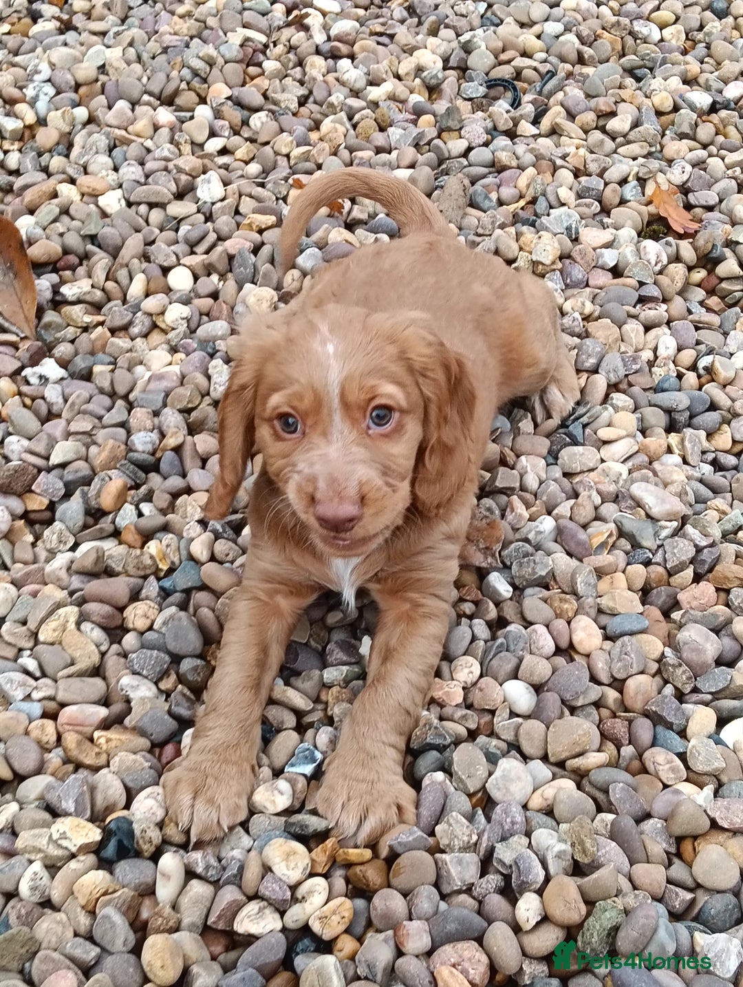 Cocker Spaniel dogs for sale: 2 gorgeous pedigree girl pups with papers - Advert 4