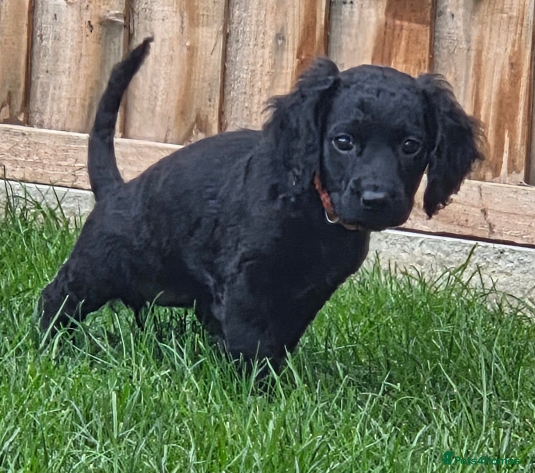 Cockapoo dogs for sale: F2 cockapoo puppies - Advert 6