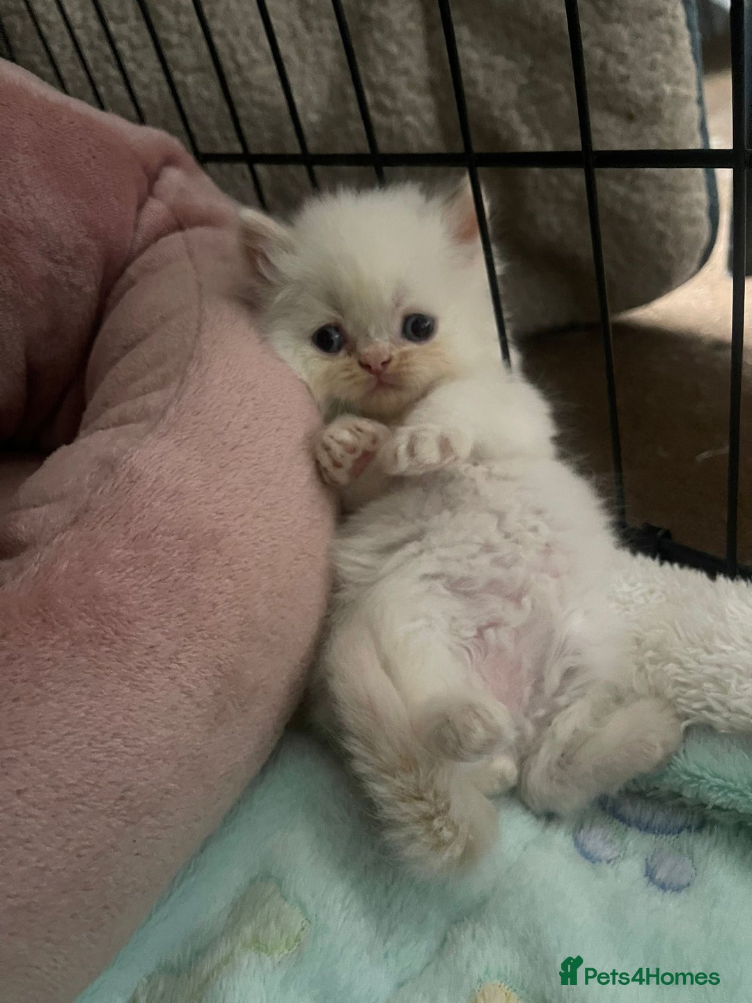 Persian cats for sale: Color point Persian kittens - Image 3