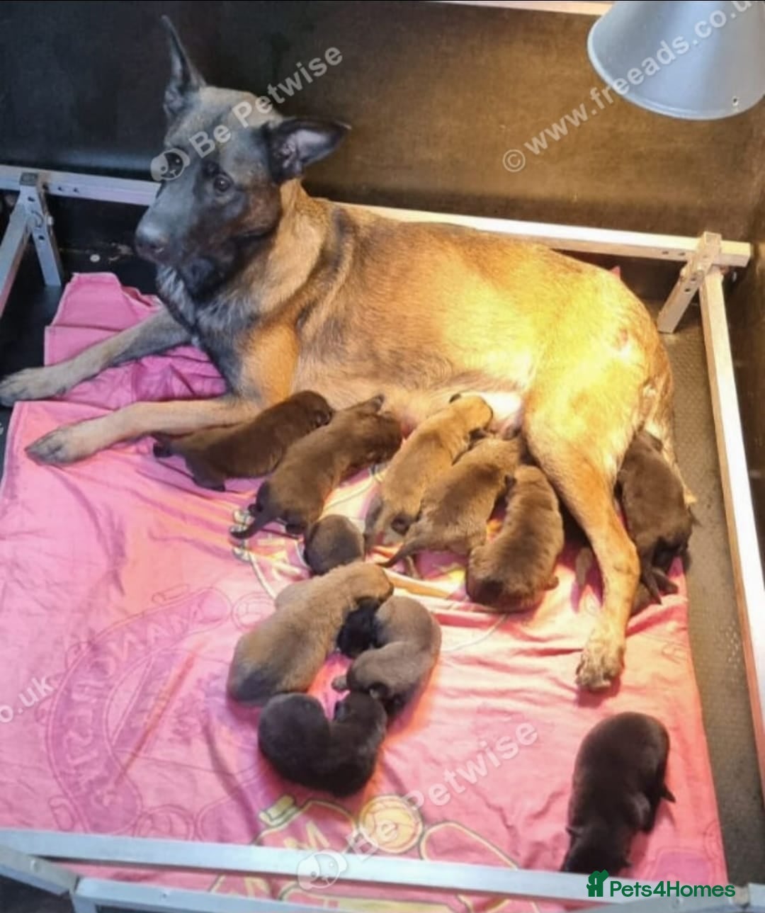 Belgian Shepherd Dog dogs Belgian malinois puppies KNVP  - Advert 1