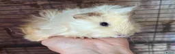 Guinea Pig rodents for sale: Beautiful mixed litter of Lunkarya babies  - Advert 7