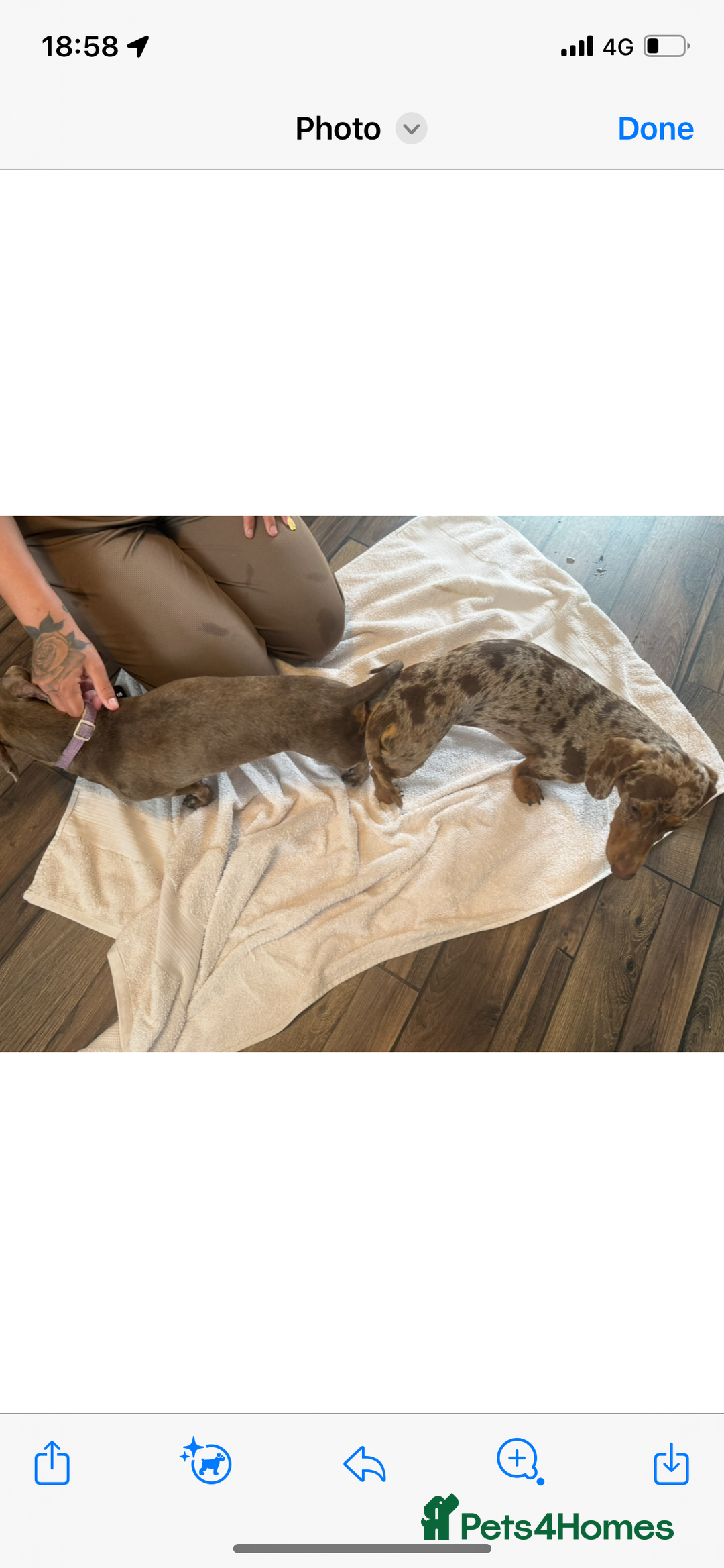 Miniature Dachshund dogs for sale: Kc miniature daschunds - Image 4