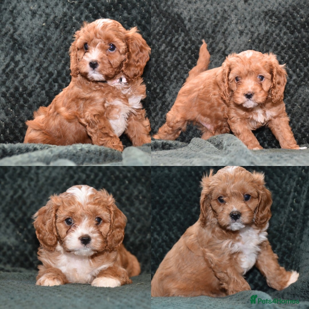 Cavapoo dogs F1 Toy Cavapoo Puppies Health Tested - Advert 8