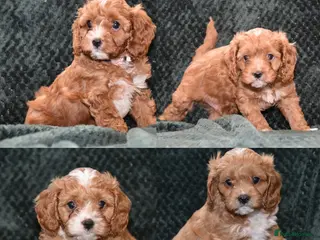 Cavapoo dogs F1 Toy Cavapoo Puppies Health Tested - Advert 8