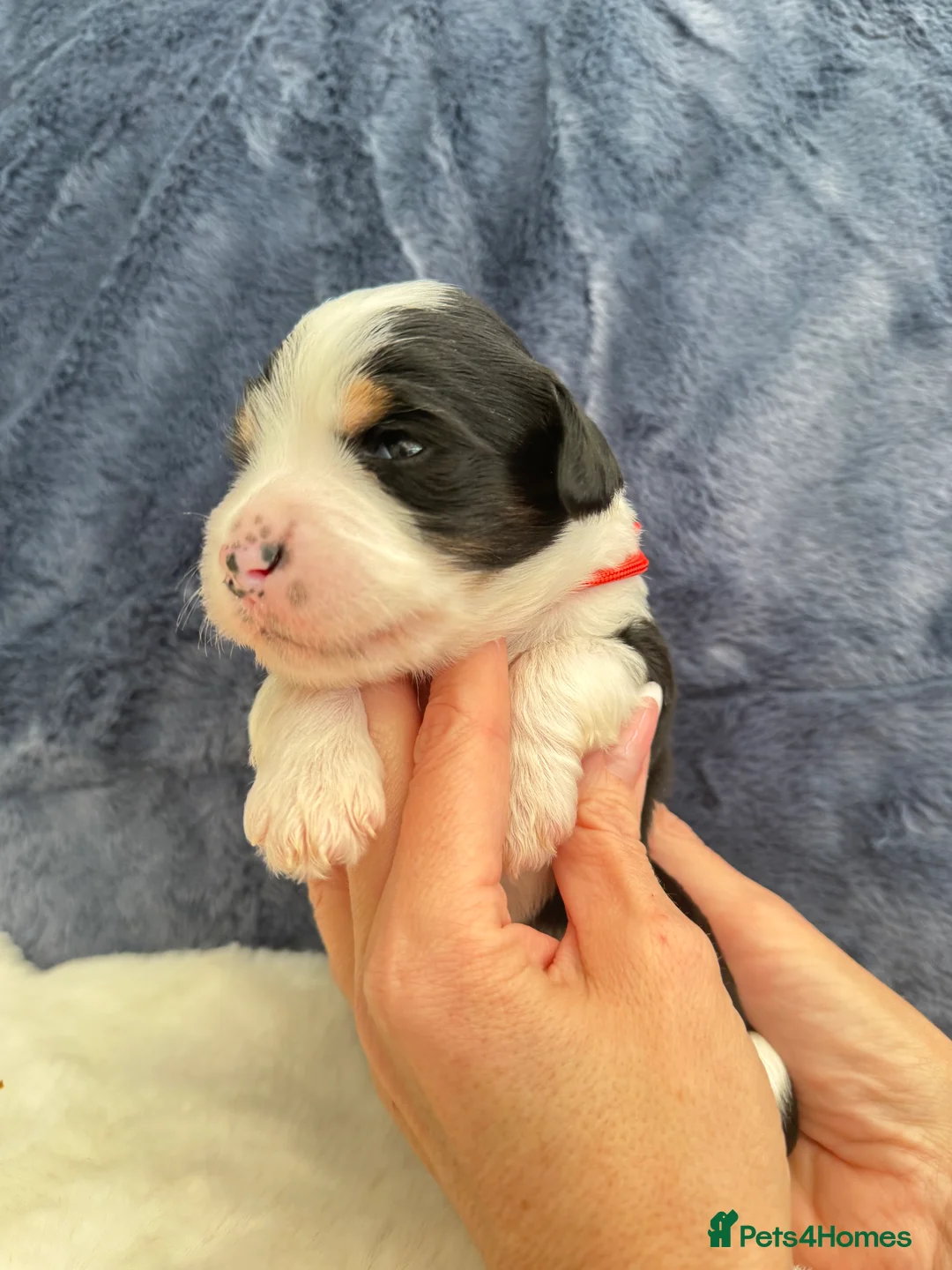 Bernedoodle dogs for sale: Gorgeous Bernedoodle puppies 🖤 - Advert 23