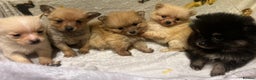 Pomchi dogs for sale: Pomeranian puppy's  - Advert 11