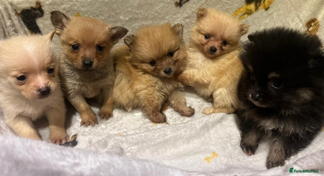 Pomchi dogs for sale: Pomeranian puppy's  - Advert 11