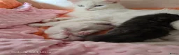 Maine Coon cats for sale: Kittens - Advert 12