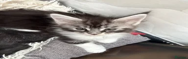 Maine Coon 1