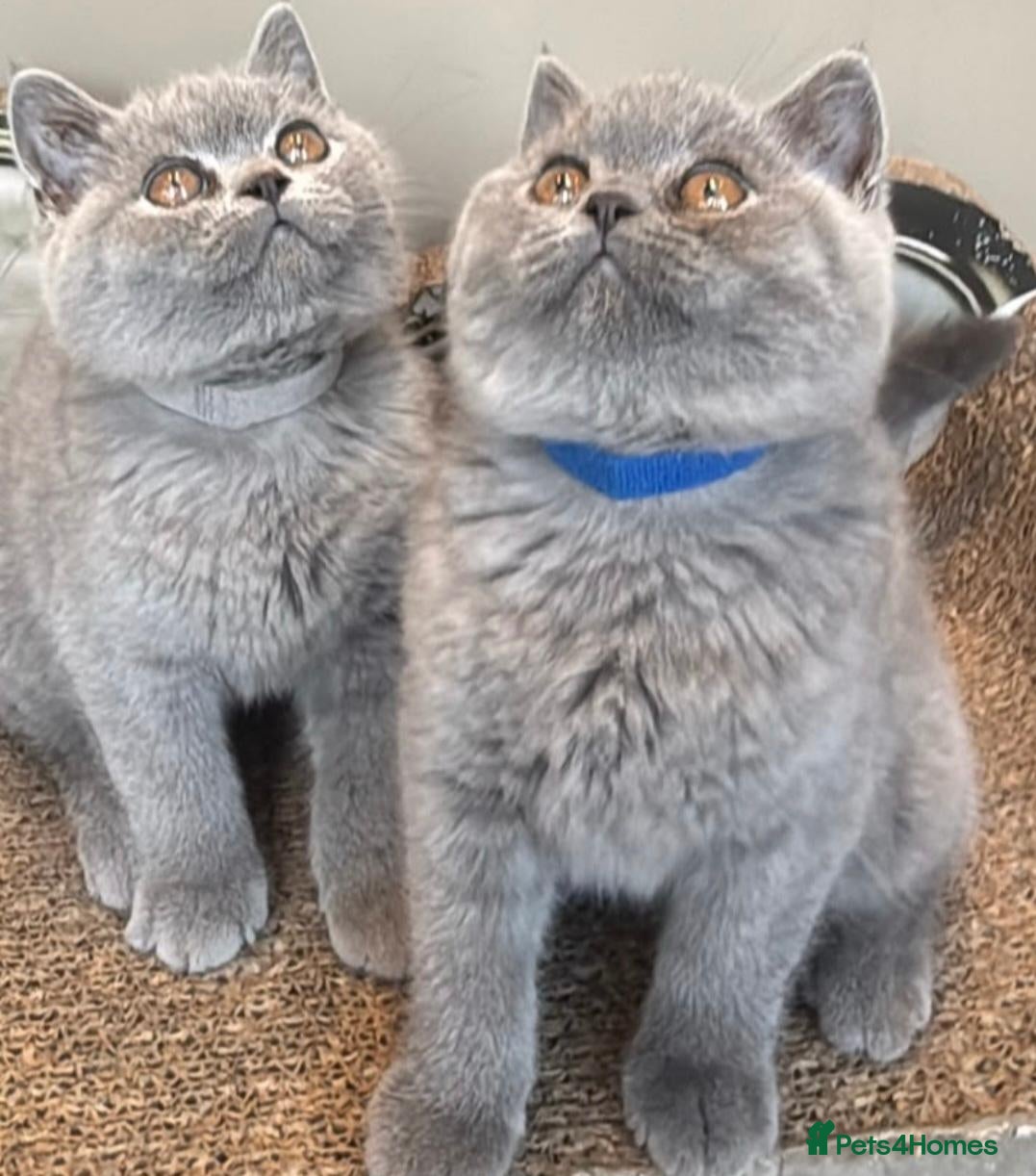 British Shorthair cats Stunning Teddy Bear British Short Hair Kittens - Advert 2