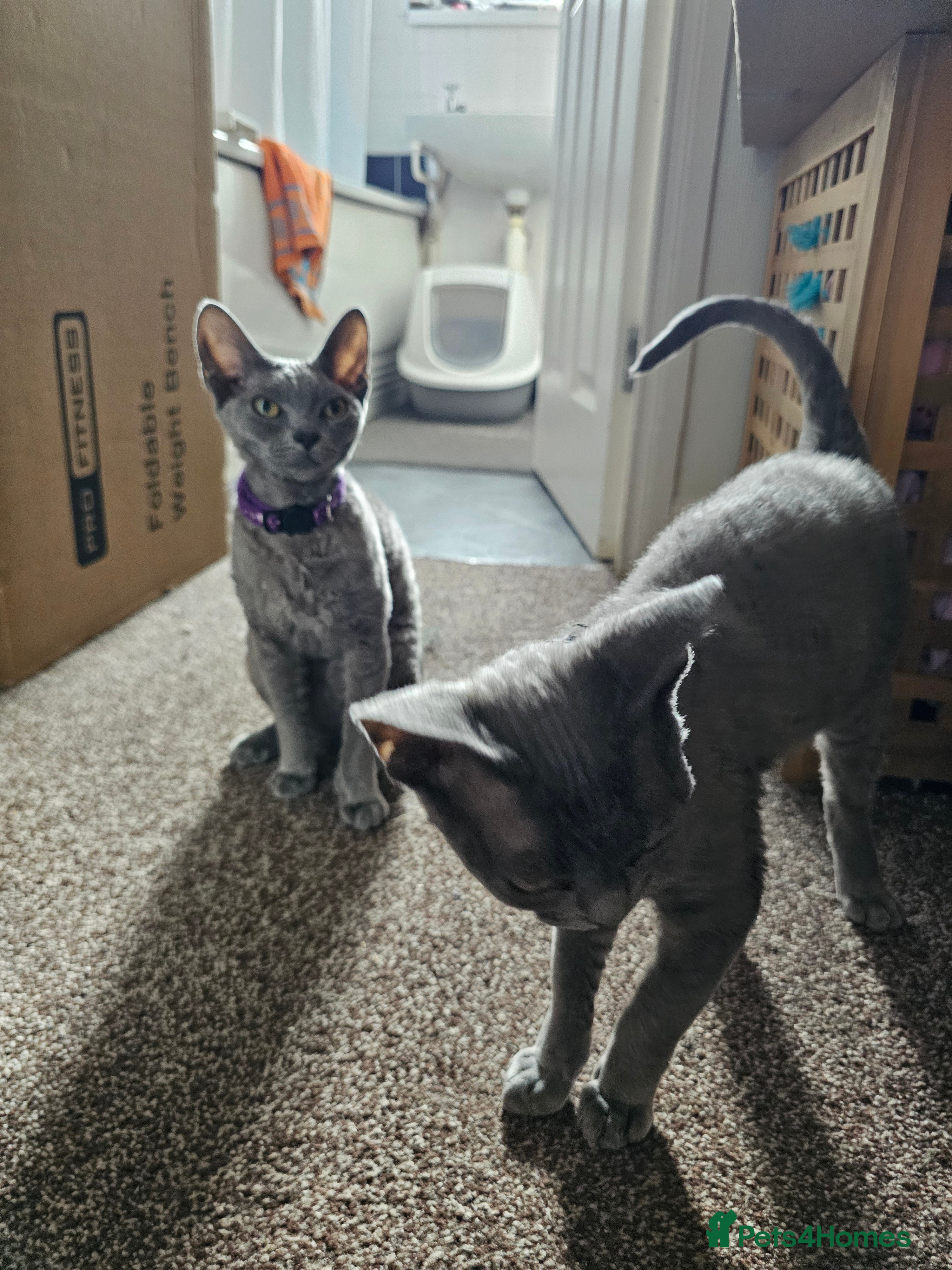 Devon Rex cats Devon rex 6 month old blue females - Advert 3