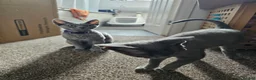 Devon Rex cats for sale: Devon rex 6 month old blue females - Advert 1