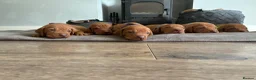 Hungarian Vizsla dogs for sale: Gwens puppies 🐾 - Advert 5