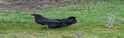 Chickens poultry for sale: Laying hens  - Advert 4
