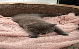 British Shorthair cats for sale: British Blue Shorthair  - Image 10
