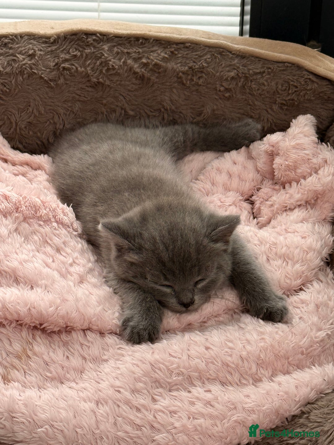 British Shorthair cats for sale: British Blue Shorthair  - Image 10