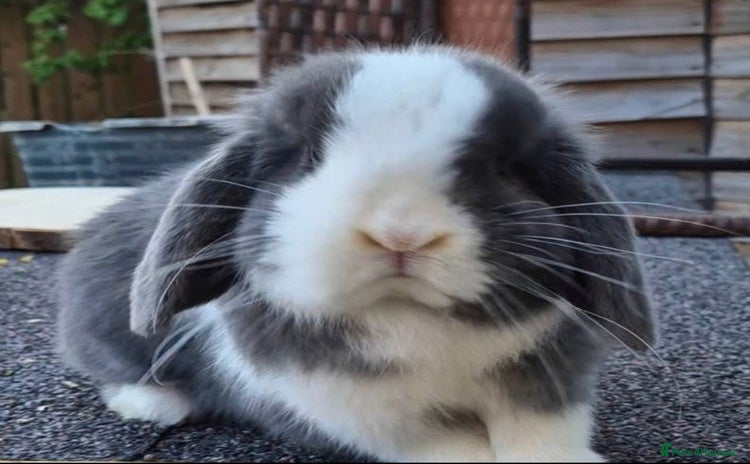 Mini Lop rabbits - Advert 9