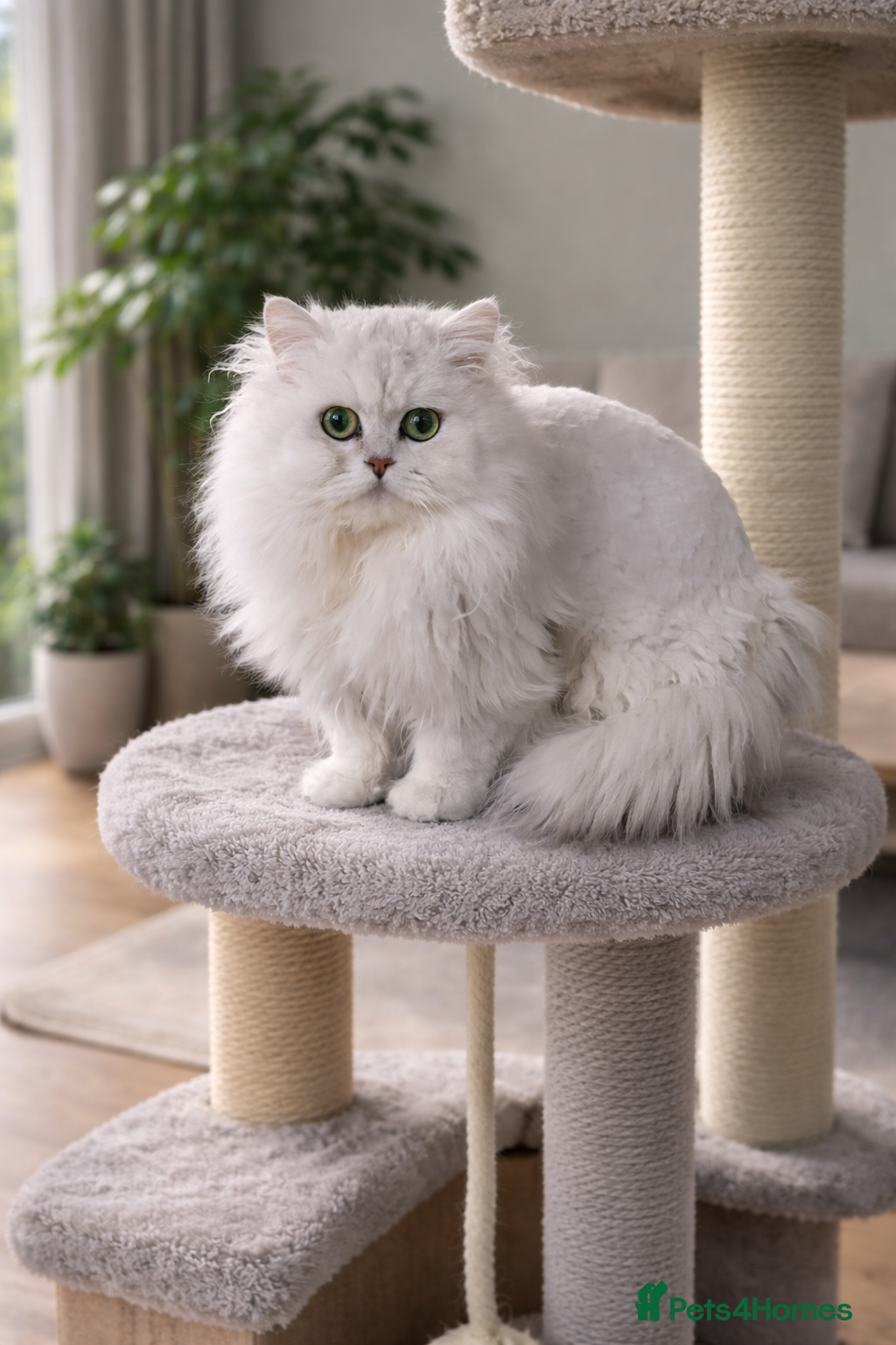 Persian cats Stunning Persian Silvertip Chinchilla for Stud - Advert 1