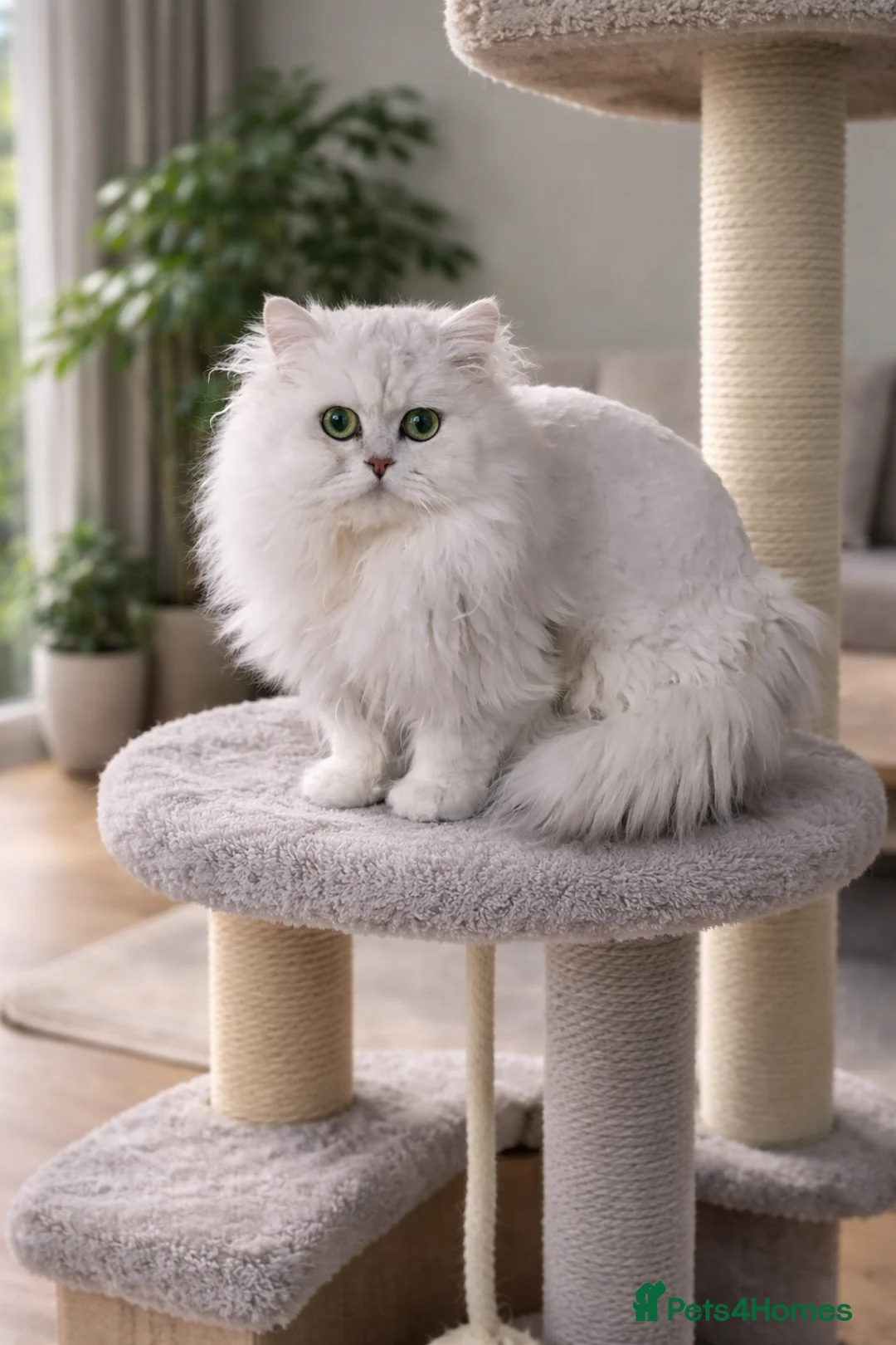 Persian cats for stud: Stunning Persian Silvertip Chinchilla for Stud - Advert 1