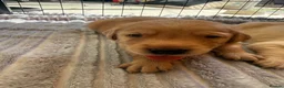Labrador Retriever dogs for sale: Labrador puppies fox red and golden  in Huntingdon - Advert 5