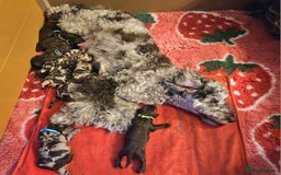 Cockapoo dogs for sale: Multigen Merle & Chocolate Cockapoo Puppies - Image 13
